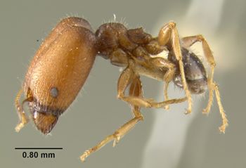 Media type: image;   Entomology 22808 Aspect: habitus lateral view